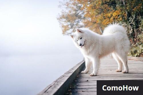 C Mo Cuidar Correctamente De Un Samoyedo Comohow