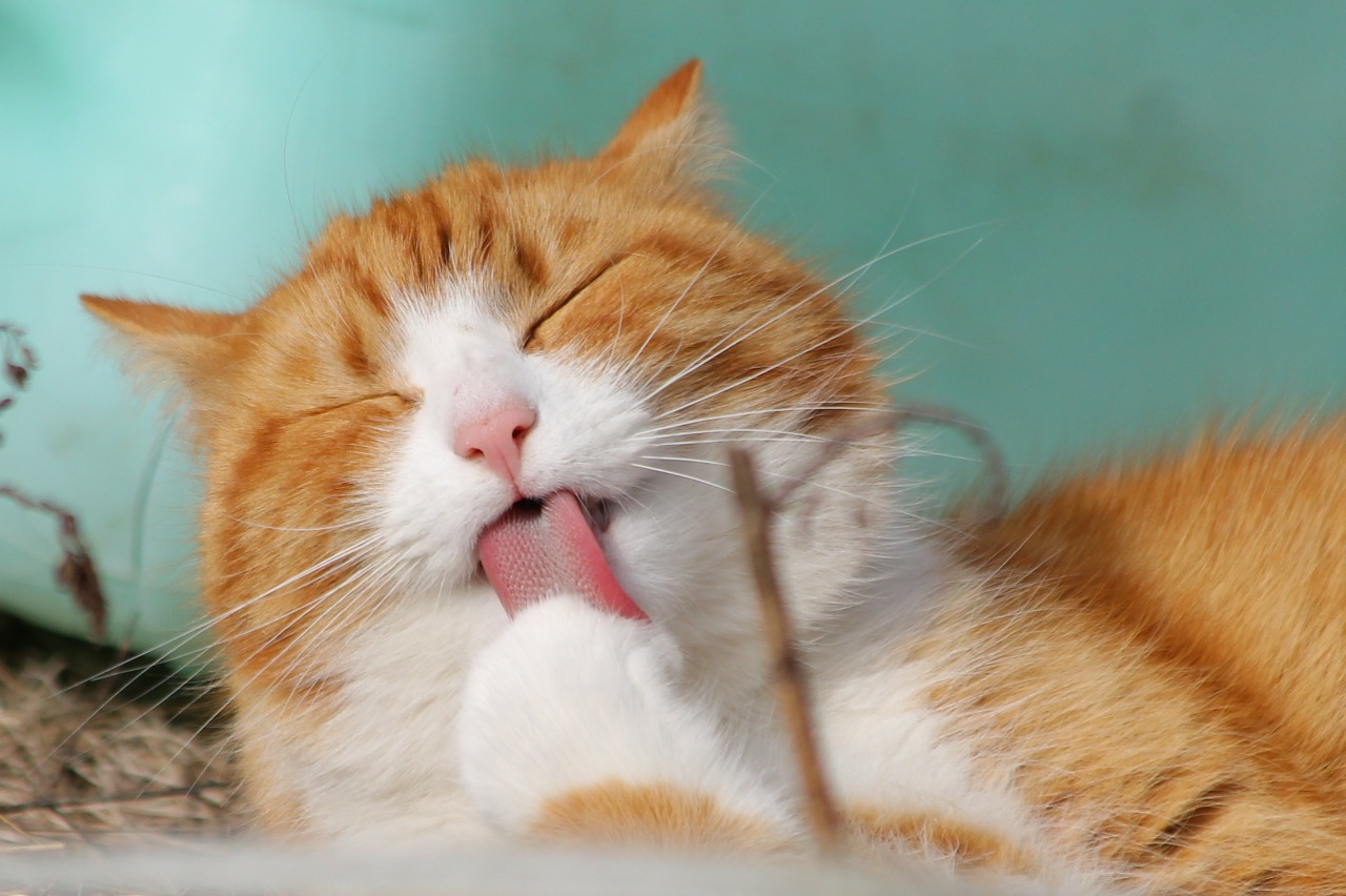 Como educar a un gato