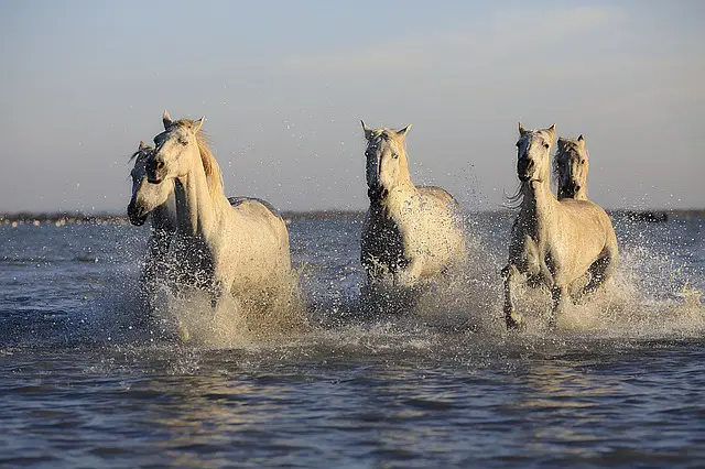 cuidar caballos