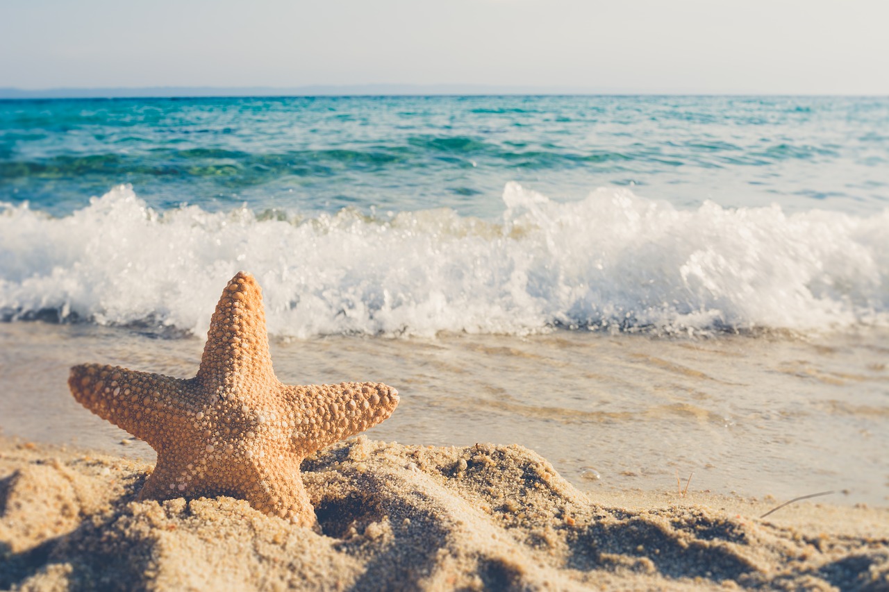 Como disecar una estrella de mar