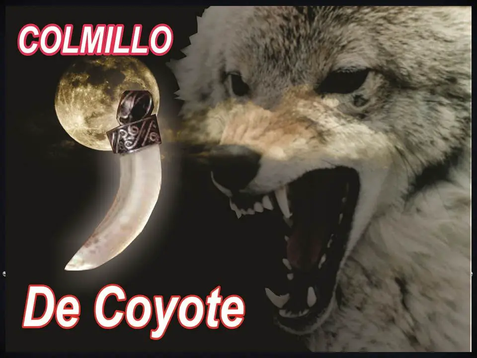 como identificar un colmillo de coyote