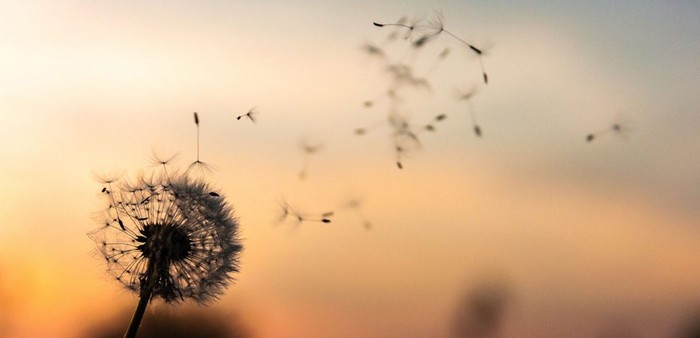 como cumplir un deseo como cumplir un deseo