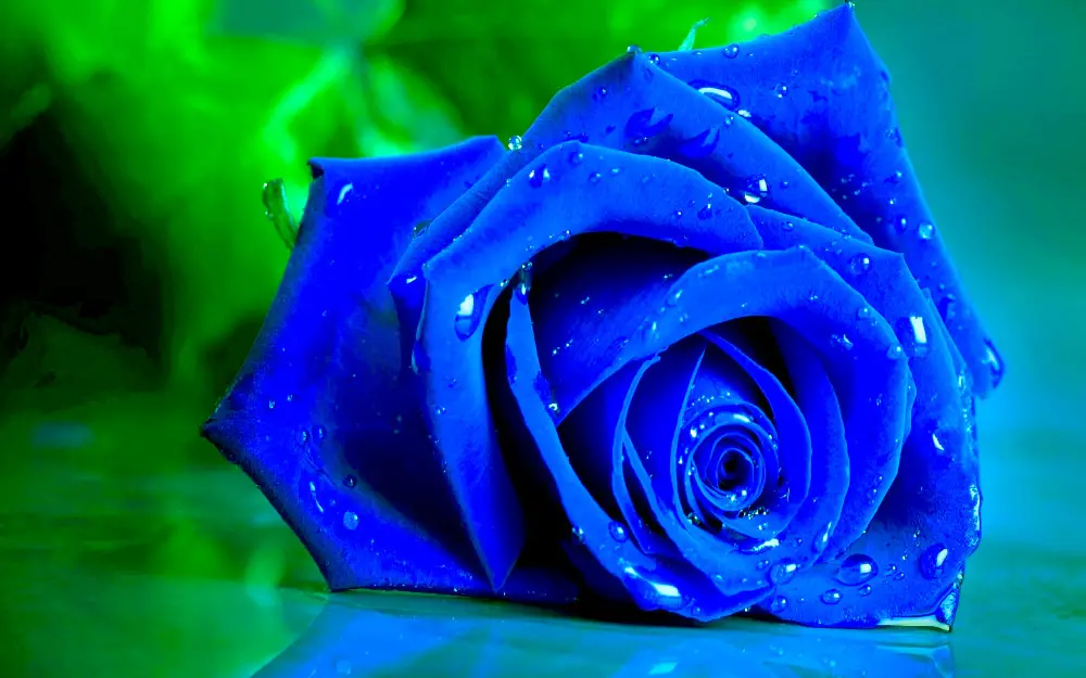 Cual es el significado de las rosas azules
