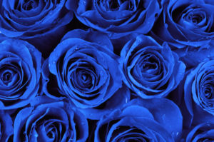 cual es el significado de las rosas azules