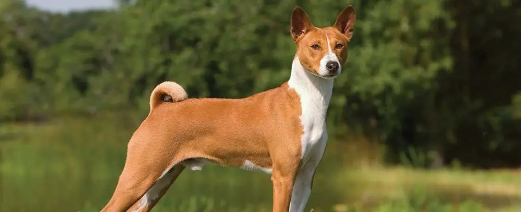 educar a un perro Basenji