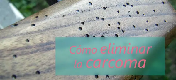 eliminar la carcoma eliminar la carcoma