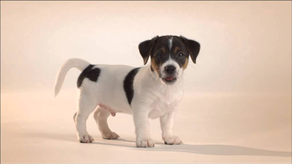 Como conseguir perritos gratis