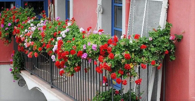 podar geranios