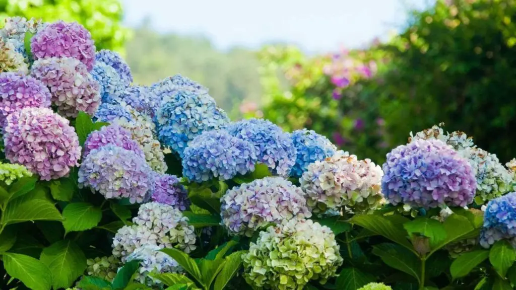 como podar hortensia