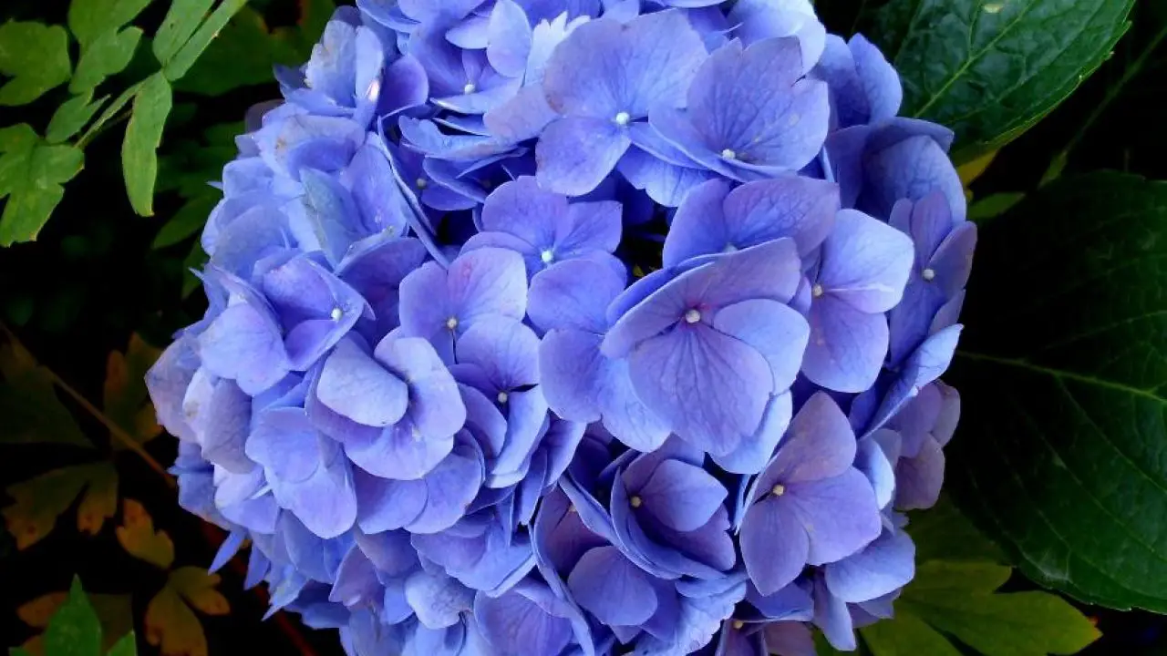 Como podar una hortensia