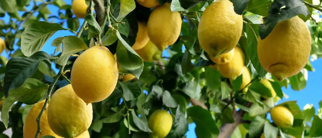 como podar un limonero