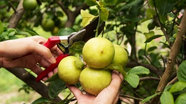 Como podar un limonero