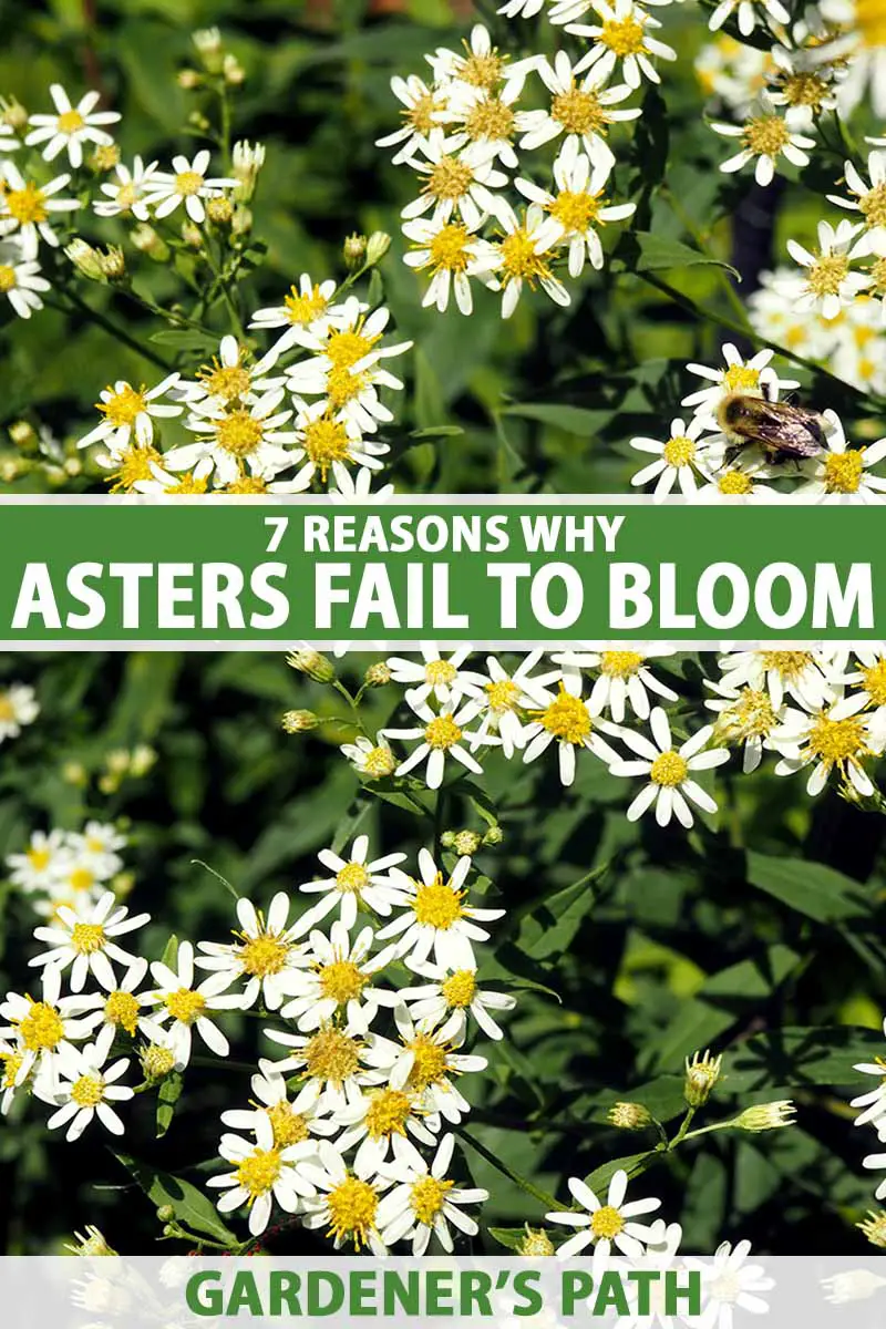 Una imagen vertical de primer plano de flores de aster blanco con la parte superior plana que crecen en el jardín. En el centro y en la parte inferior del marco hay texto impreso en verde y blanco.