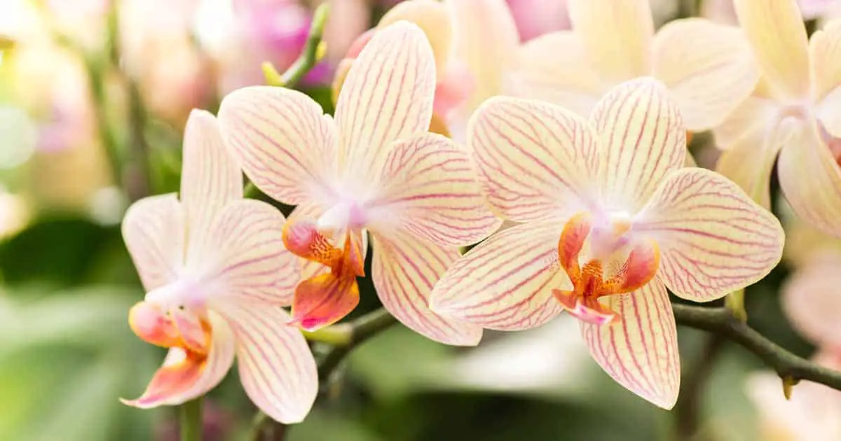 Cómo animar a las orquídeas a florecer de nuevo