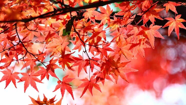 11 de los mejores arces japoneses rojos para tu jardín