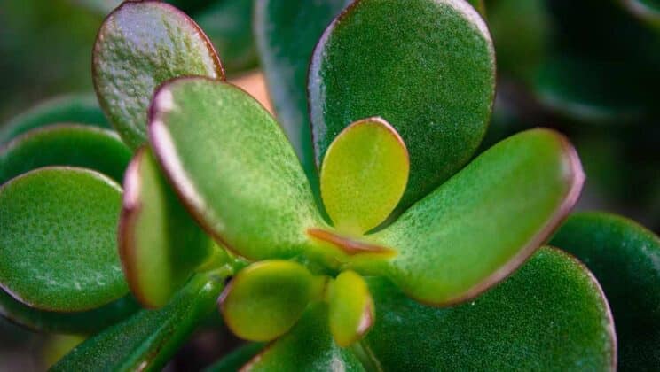 Cómo propagar plantas de jade