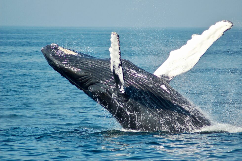Polygon Whale deposita $ 12 millones en MATIC en Coinbase, ¿un amortiguador para el último repunte?