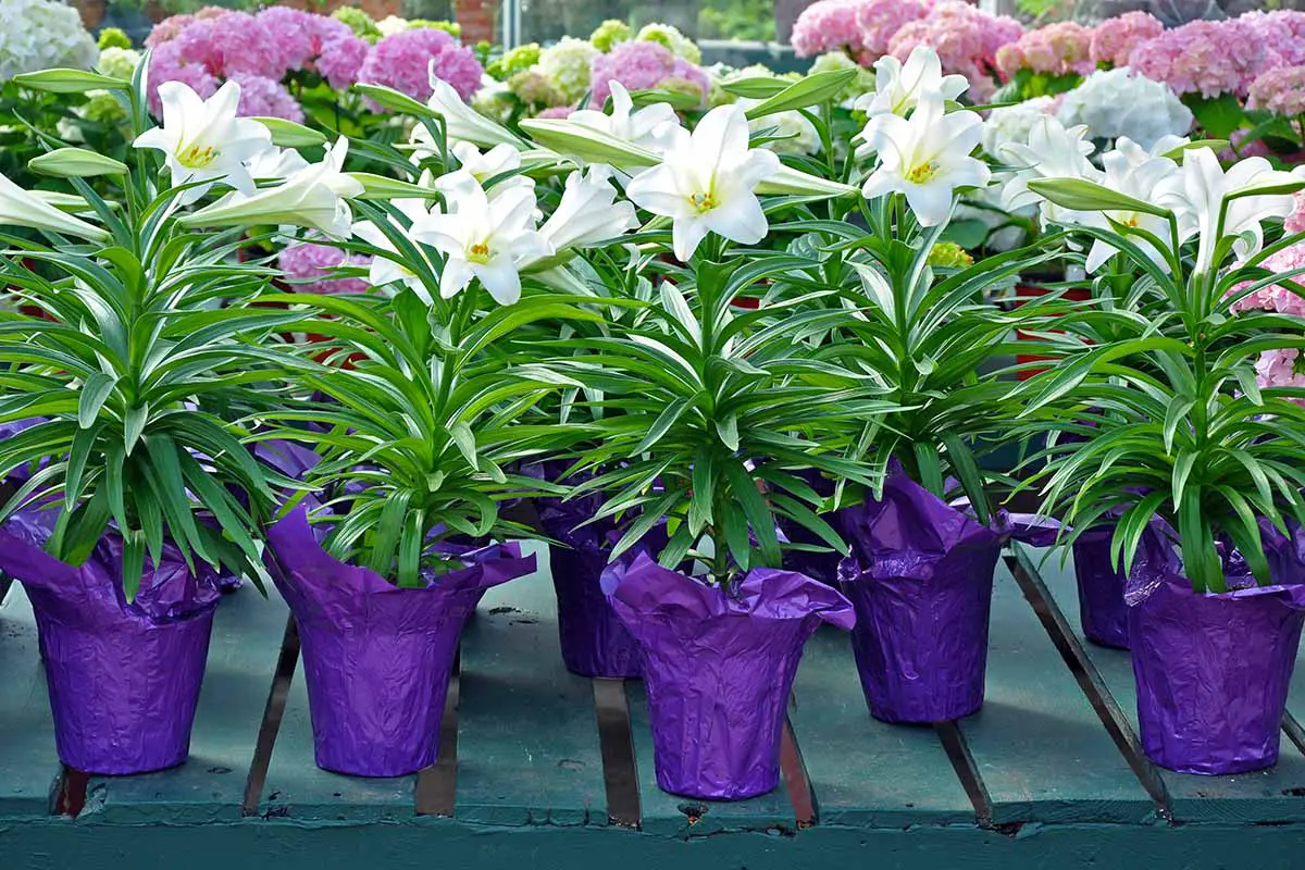 Una imagen horizontal de filas de lirios de Pascua con papel de aluminio púrpura alrededor de las macetas en un centro de jardinería.