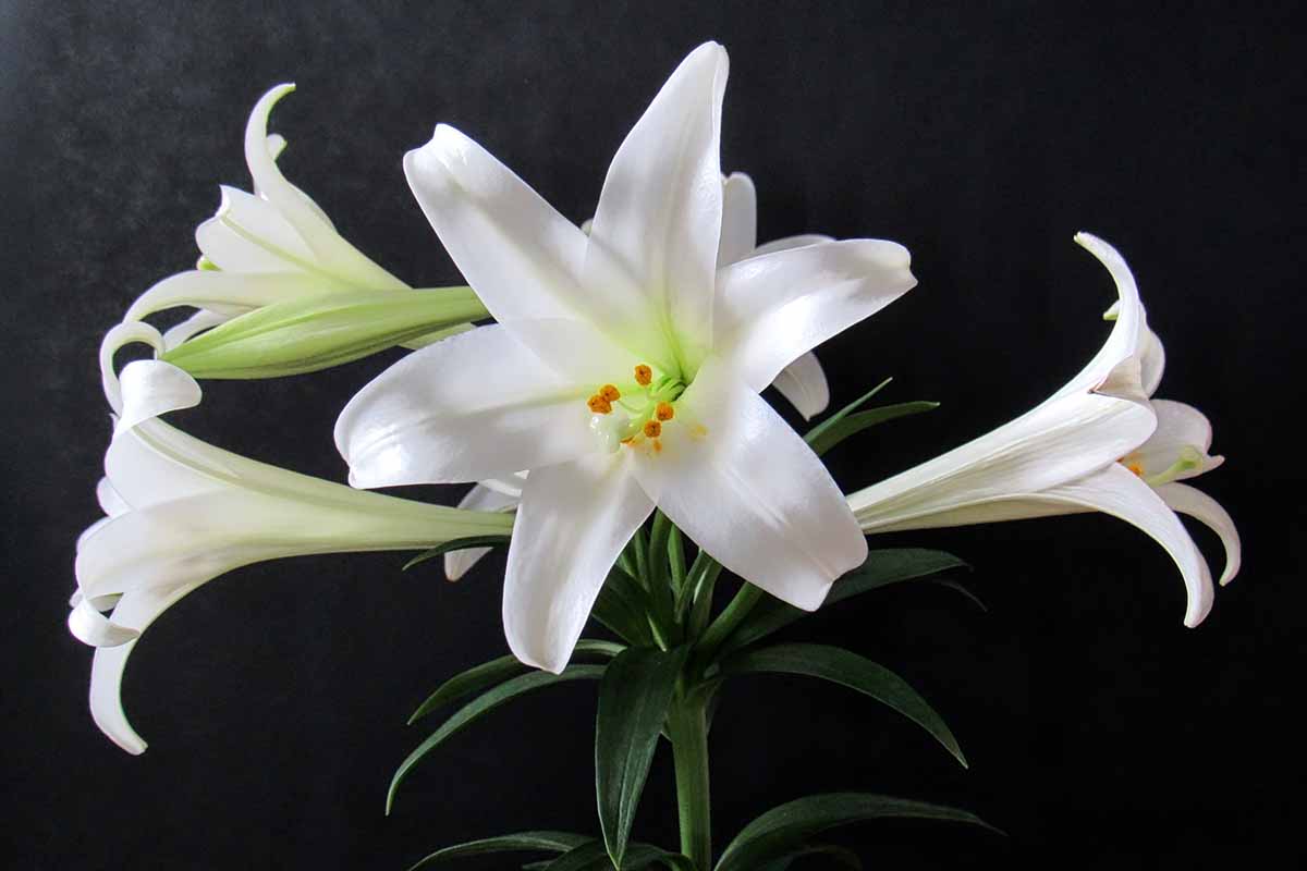Una imagen horizontal de primer plano de las flores del lirio de Pascua representadas contra un fondo oscuro.