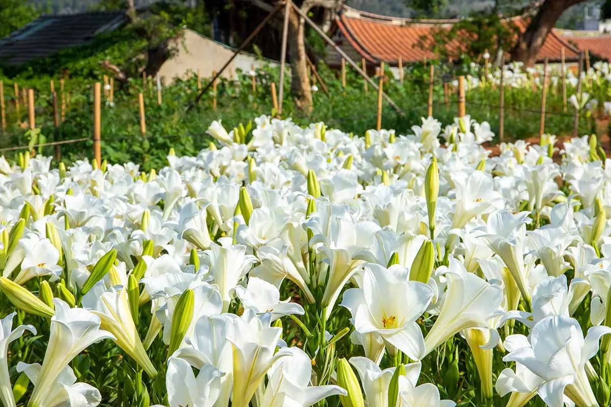 Un tiro horizontal de una gran banda de lirios de Pascua blancos que crecen al aire libre.