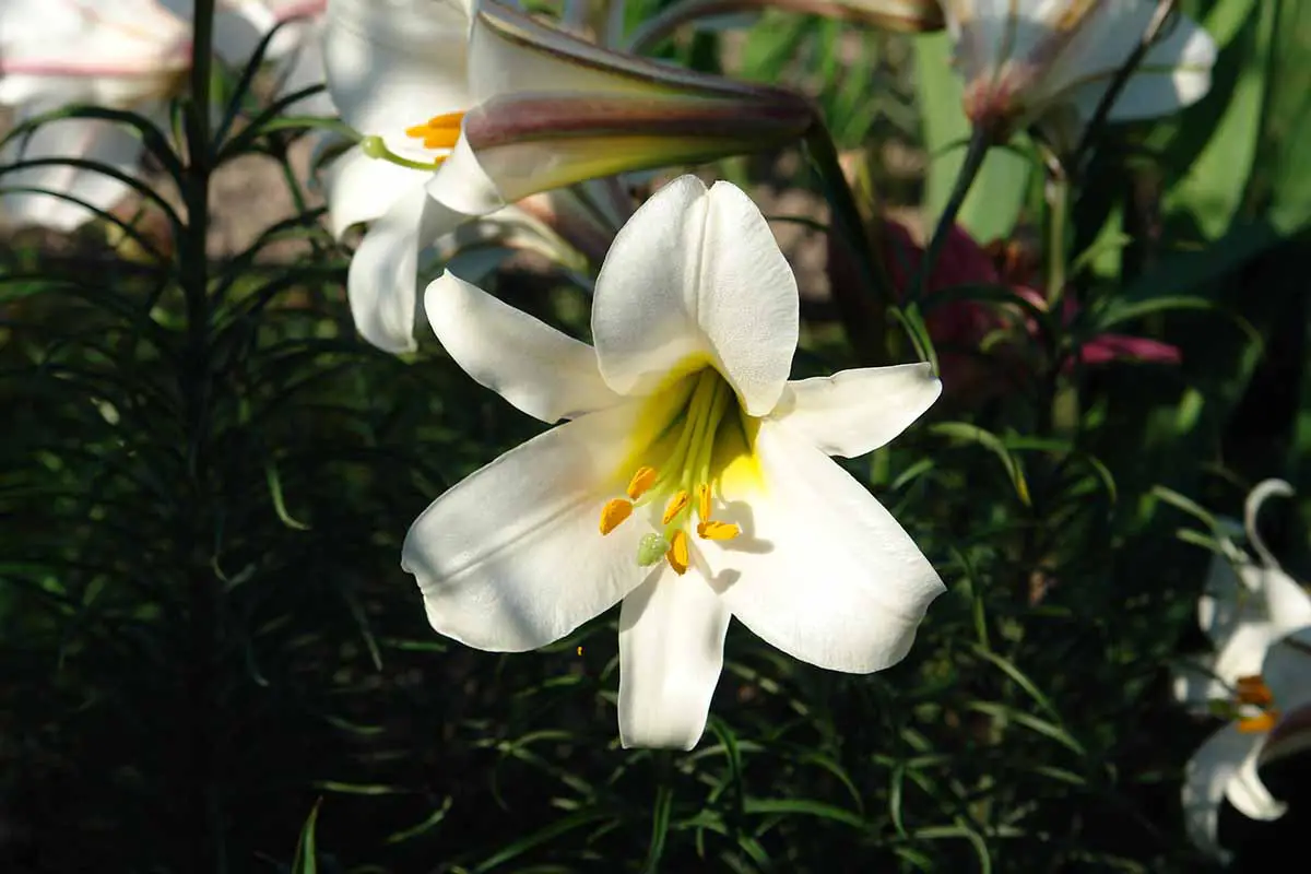 Una imagen horizontal de primer plano de una flor blanca de lirio de Pascua representada a la luz del sol contra un fondo de enfoque suave.