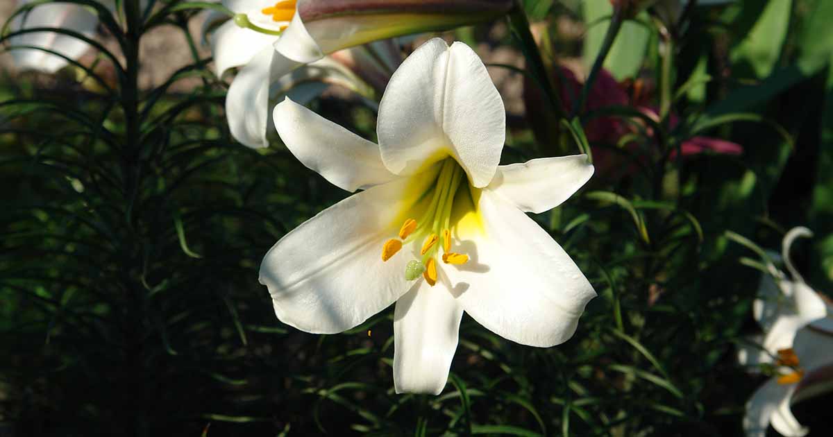 Cómo trasplantar y cuidar los lirios de Pascua después de la floración.