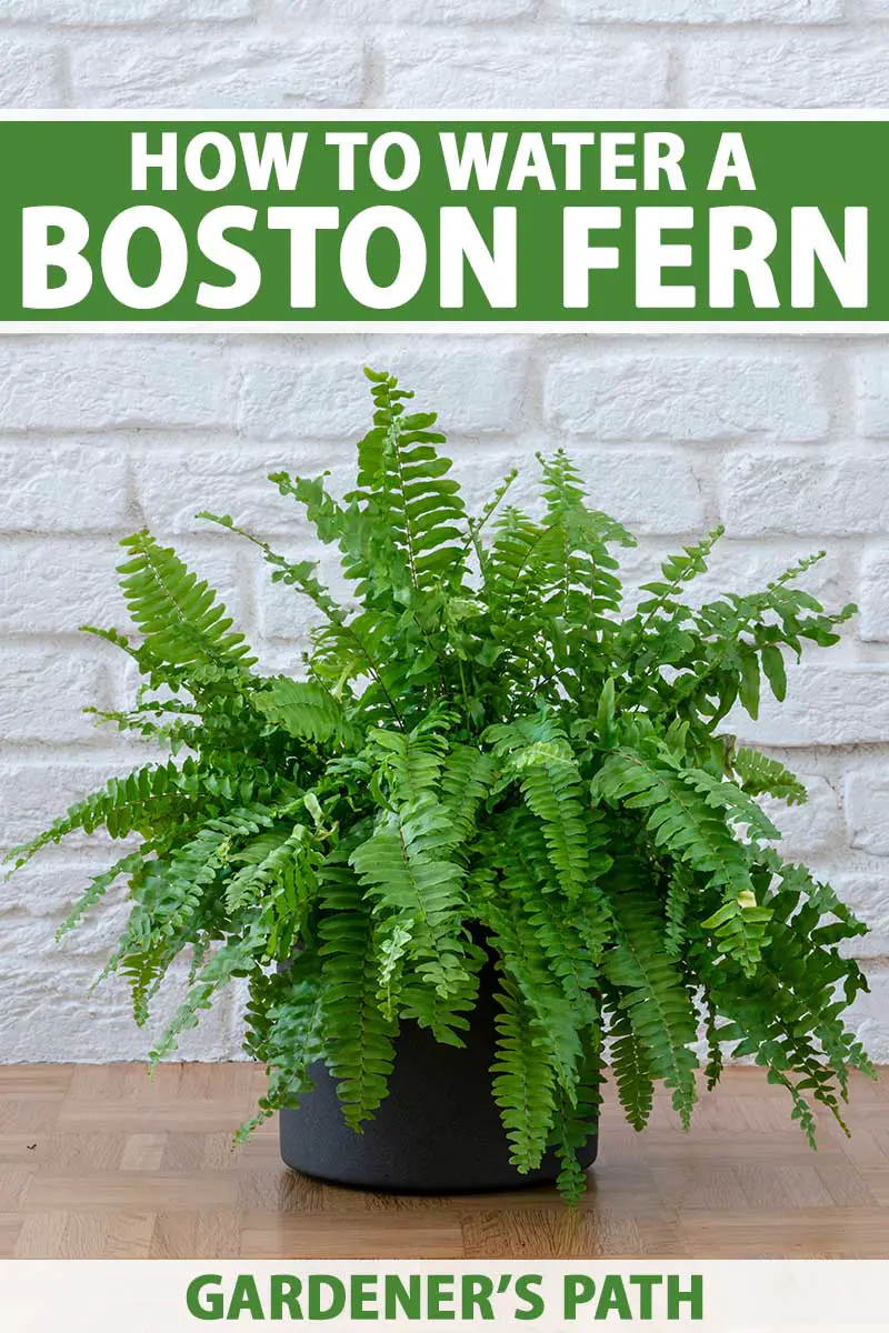 Una imagen vertical de cerca de un helecho de Boston que crece en una maceta de plástico negro sobre una superficie de madera con una pared de ladrillo blanco en el fondo.  Hay texto impreso en verde y blanco en la parte superior e inferior del marco.